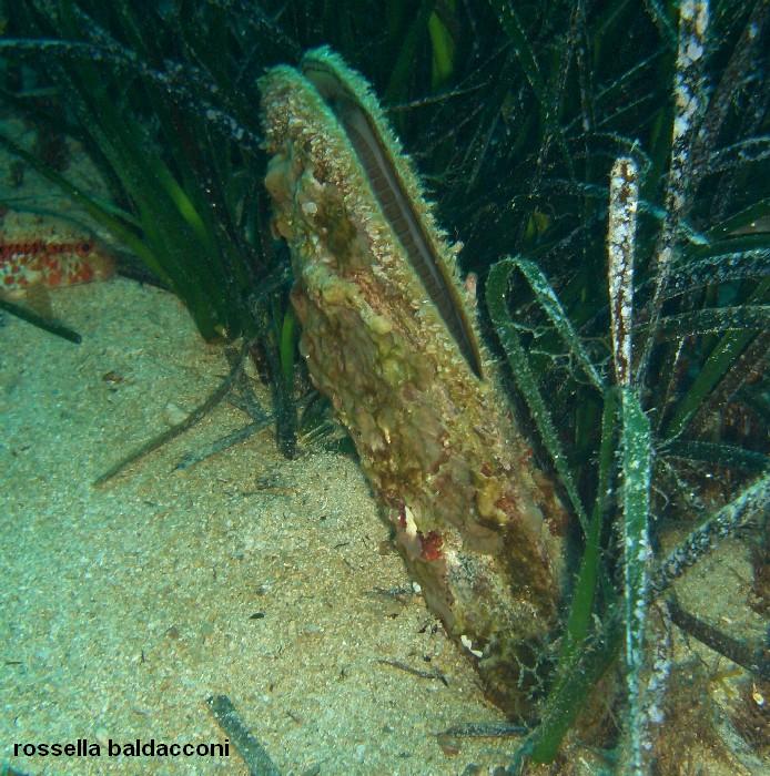 La Posidonia oceanica